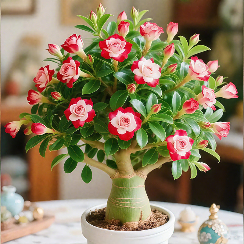 🌵🌺Dykumų rožių svogūnėliai-LT