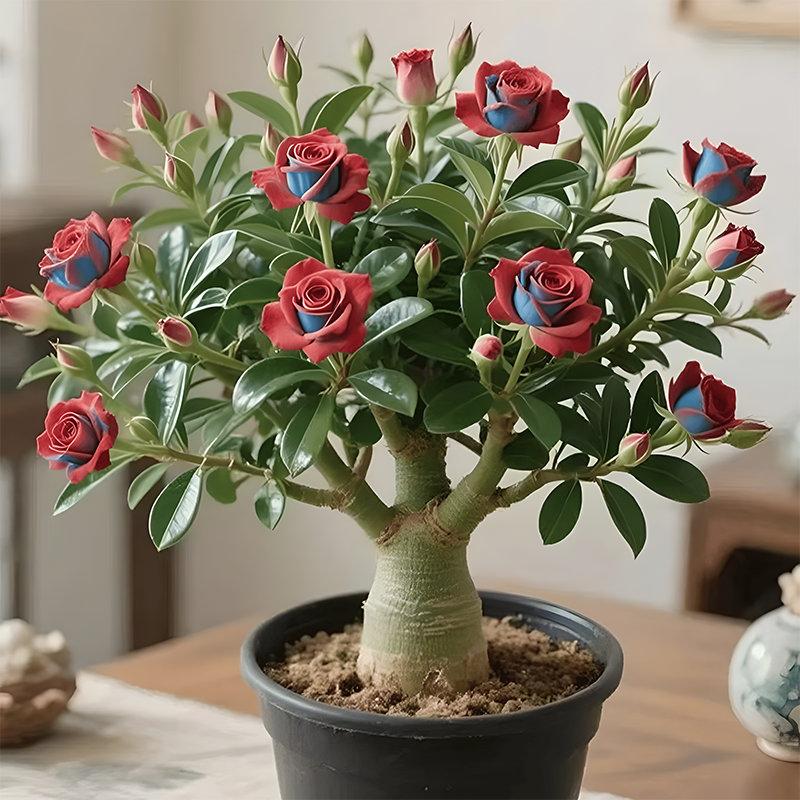 🌵🌺Dykumų rožių svogūnėliai-LT