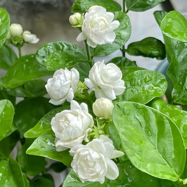 💫 Jasmīna sēklas – skaistuma pieskāriens, svaiguma malks-LV