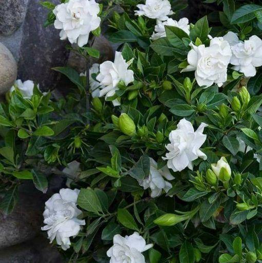 ÚLTIMO DÍA Promoción 35% DE DESCUENTO 🌸 Planta de jazmín en maceta (🌱Supervivencia garantizada: reemplazos gratuitos🌿)-ES