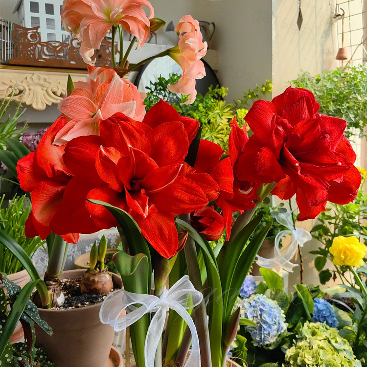 Čebulice amarilisa z dvojnimi cvetovi🌼-SI