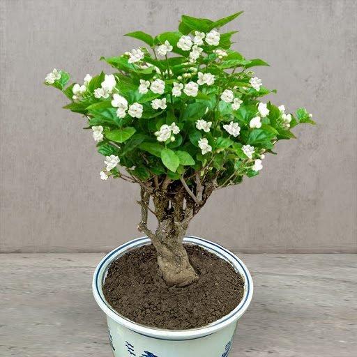 ÚLTIMO DÍA Promoción 35% DE DESCUENTO 🌸 Planta de jazmín en maceta (🌱Supervivencia garantizada: reemplazos gratuitos🌿)-ES