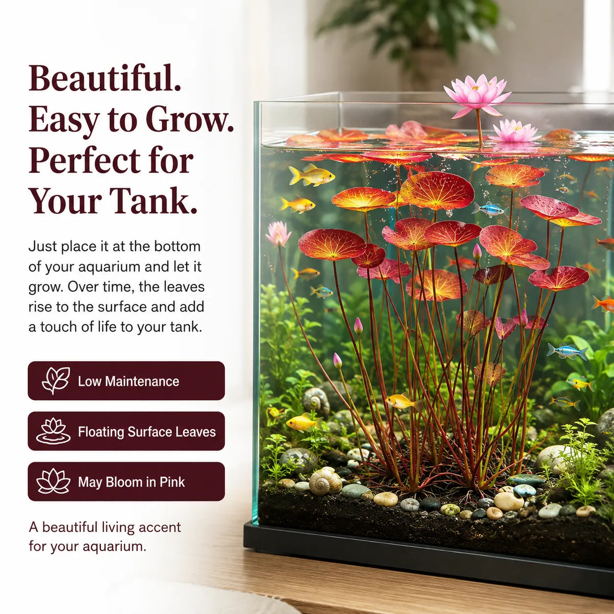 🐟Hüdropoonilised punase lootose juured🌿 Muutke oma akvaarium elavaks aiaks-EE