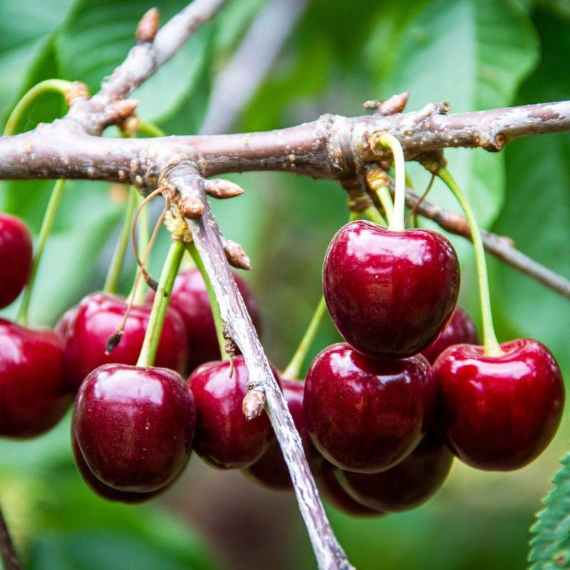 🍒 (Naujas derlius) Saldžiųjų vyšnių sėklos 🌿Iš anksto paruoštos dideliam daigumui (99 % daigumas)-LT