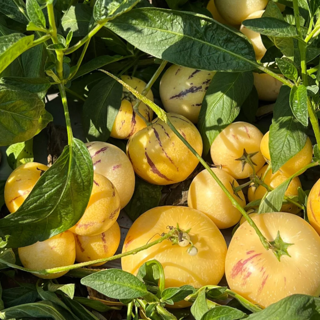 Voće ginsenga Pepino Sjemenke dinje-Solanum Muricatum-HR