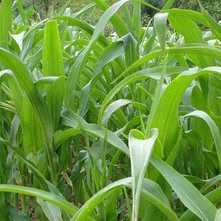 🌿Sorgų ir Sudano žolių hibridinė veislė ✅Didelio derlingumo pašarinės sėklos-LT