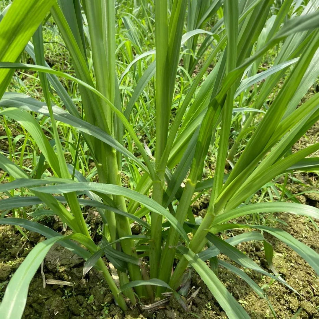 🌿Sorgų ir Sudano žolių hibridinė veislė ✅Didelio derlingumo pašarinės sėklos-LT
