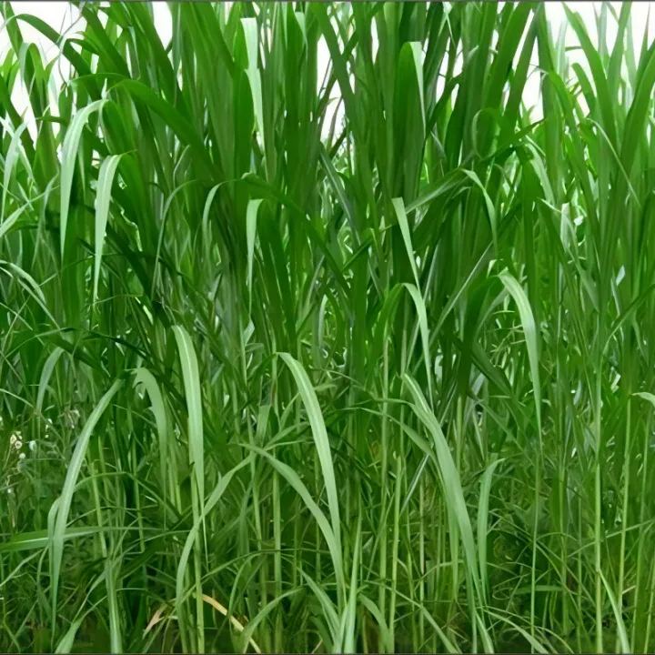 🌿Sorgų ir Sudano žolių hibridinė veislė ✅Didelio derlingumo pašarinės sėklos-LT