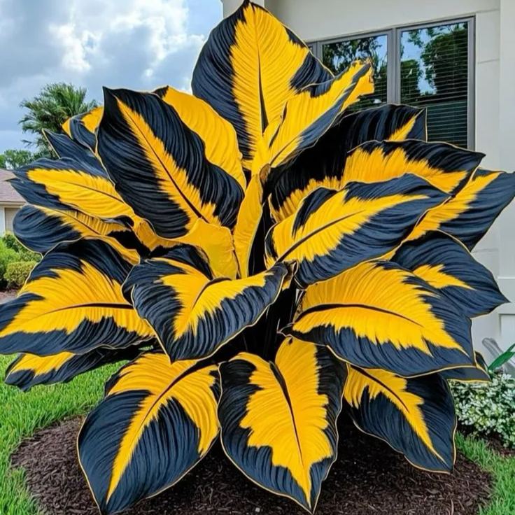 Bulbos de Alocasia Zafiro del Norte - Gigantes🍃 Transforma tu espacio con majestuosidad tropical-ES