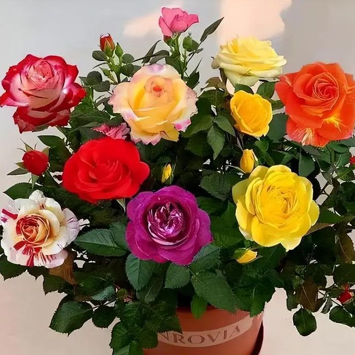 🔥IŠPARDAVIMAS - 50% NUOLAIDA🔥Įvairių spalvų rožių sėklos💐-LT
