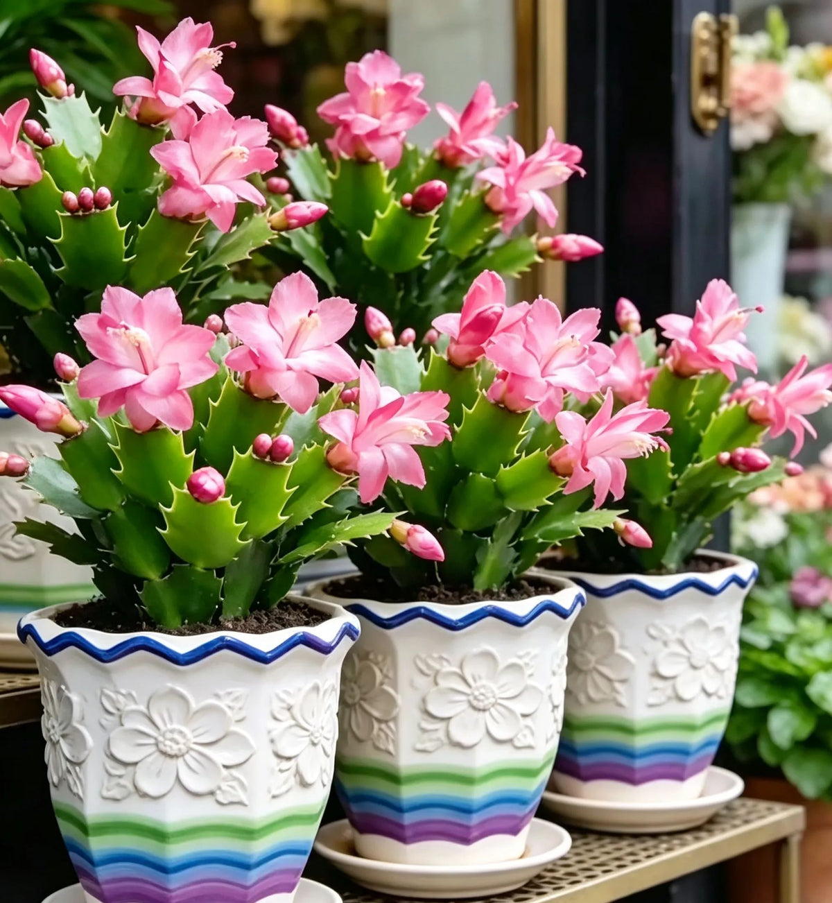 🦀 Bulbos de Schlumbergera de colores variados: flores de fácil cuidado en todos los tonos, incluso en invierno ❄️🌈-ES