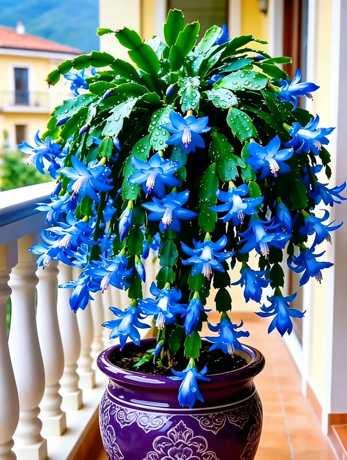 🦀 Bulbos de Schlumbergera de colores variados: flores de fácil cuidado en todos los tonos, incluso en invierno ❄️🌈-ES