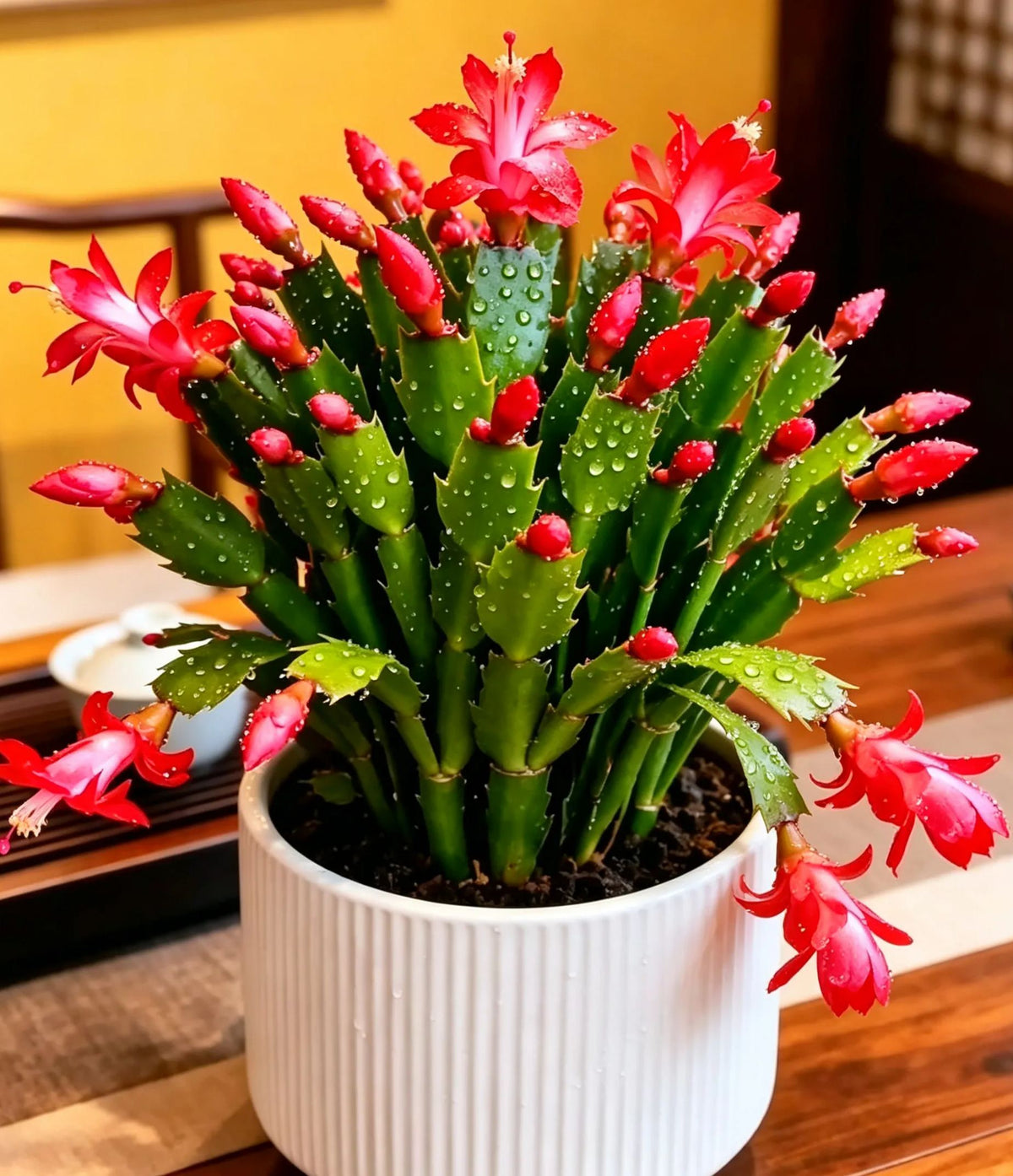 🦀 Bulbos de Schlumbergera de colores variados: flores de fácil cuidado en todos los tonos, incluso en invierno ❄️🌈-ES