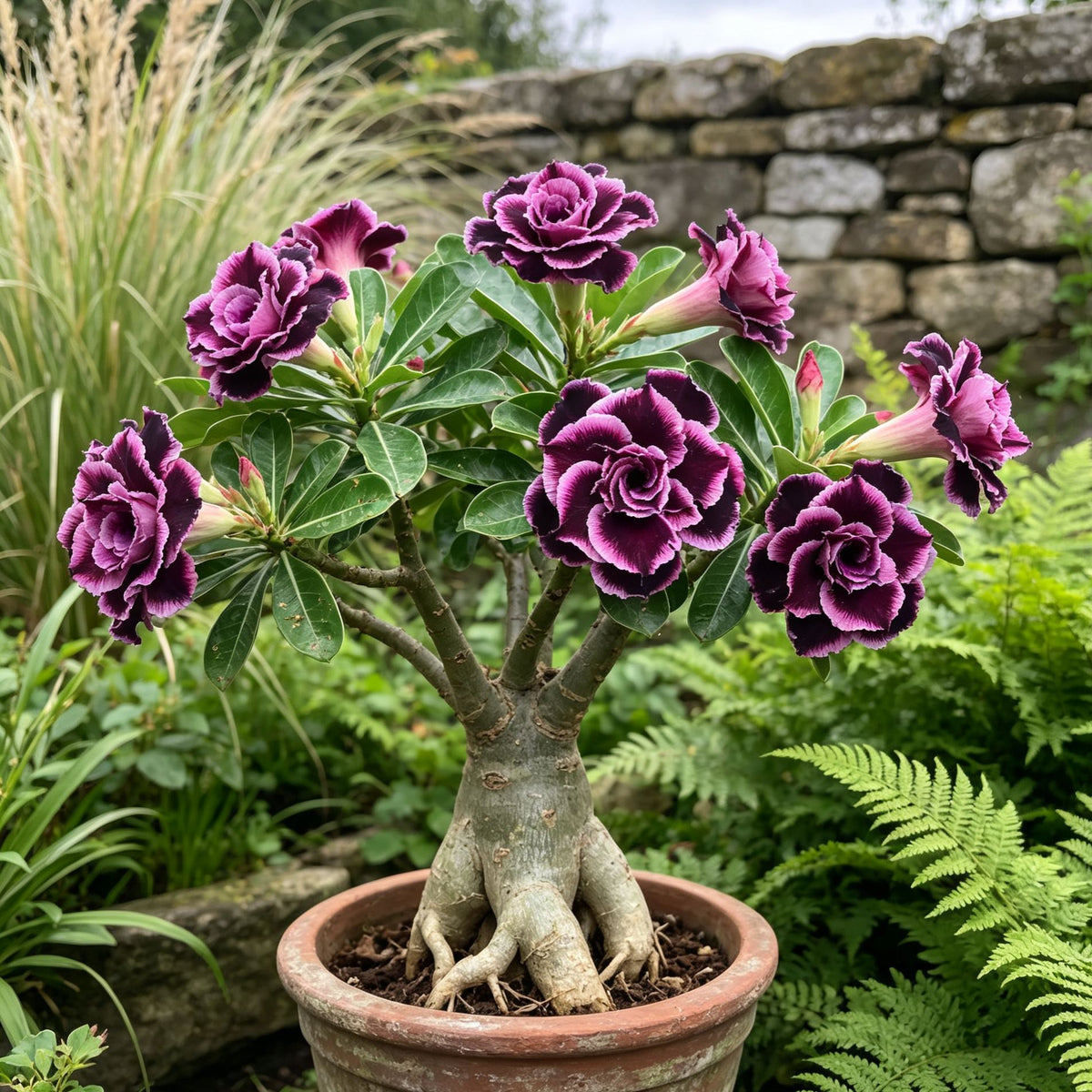 Bulbos de rosa del desierto dobles, raros y multicolores: fáciles de cultivar en jardines domésticos.-ES