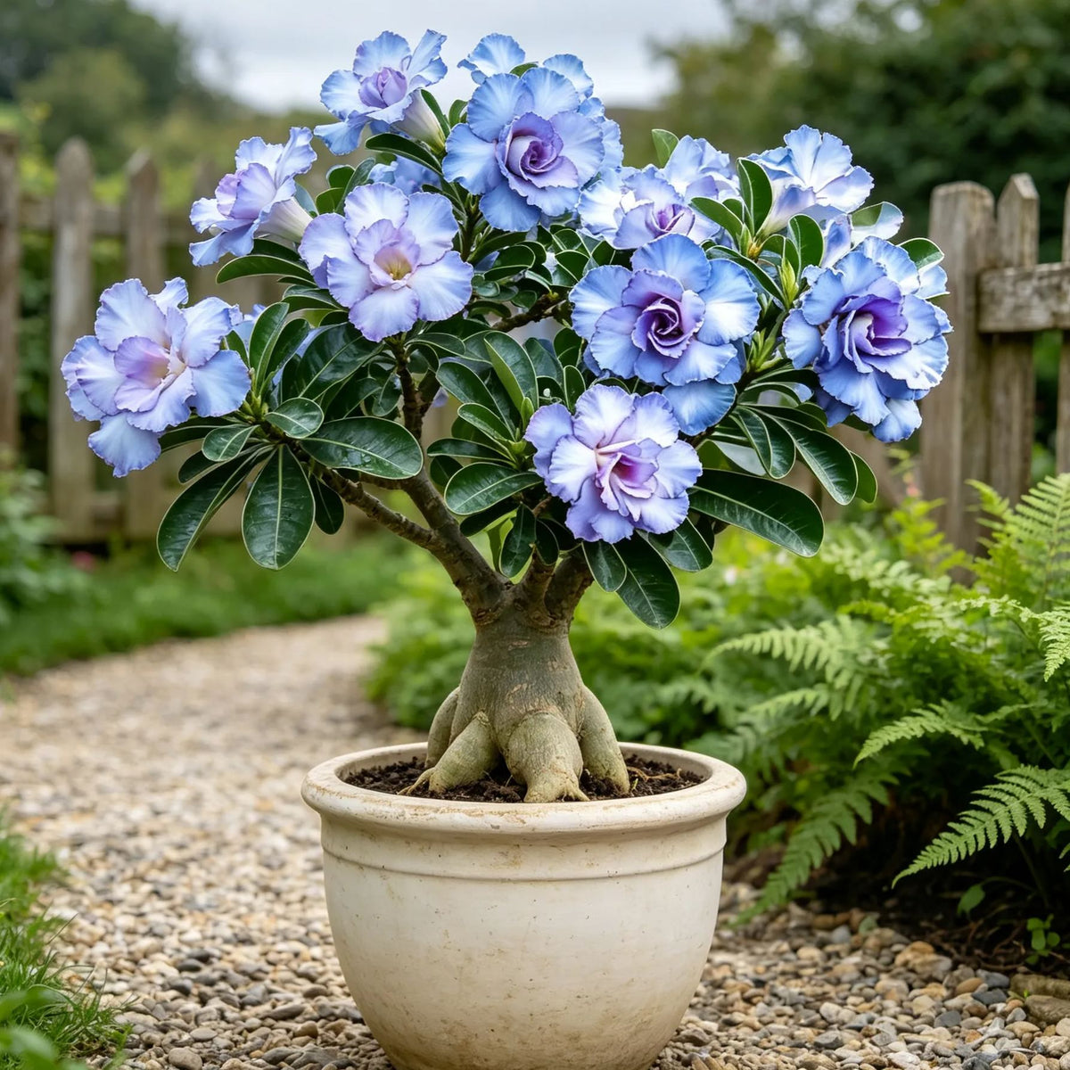 Bulbos de rosa del desierto dobles, raros y multicolores: fáciles de cultivar en jardines domésticos.-ES
