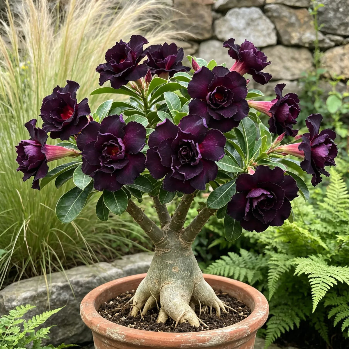 Bulbos de rosa del desierto dobles, raros y multicolores: fáciles de cultivar en jardines domésticos.-ES