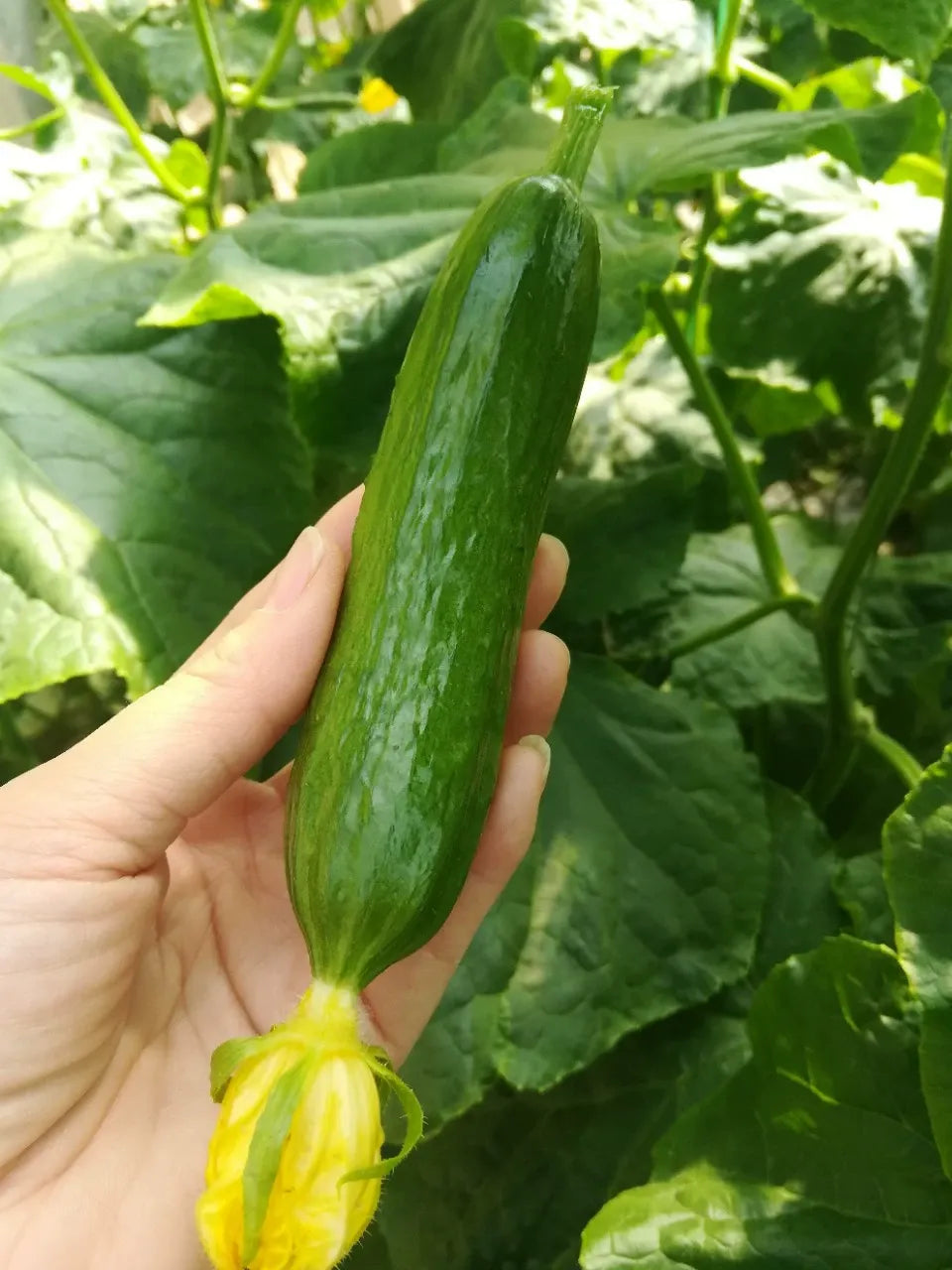 Σπόροι αγγουριού υψηλής απόδοσης F1 Superfruit Cluster-GR