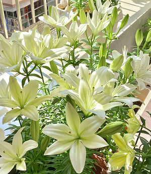 Crni čarobni ljiljan 🌺Lukvice parfemskog ljiljana - svježe i slatke-HR