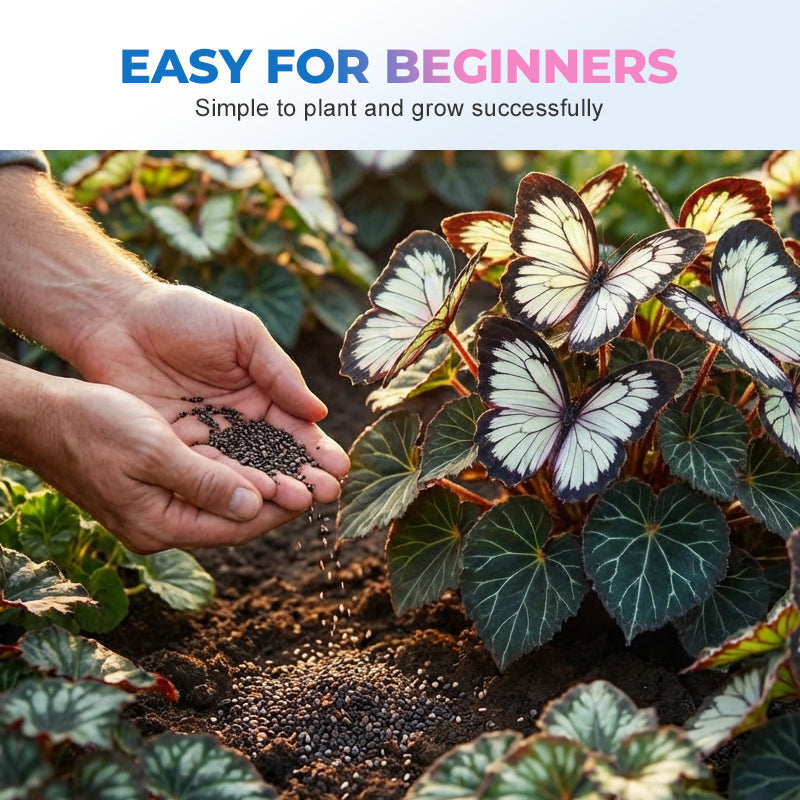 Semillas de flores elegantes con forma de mariposa-ES