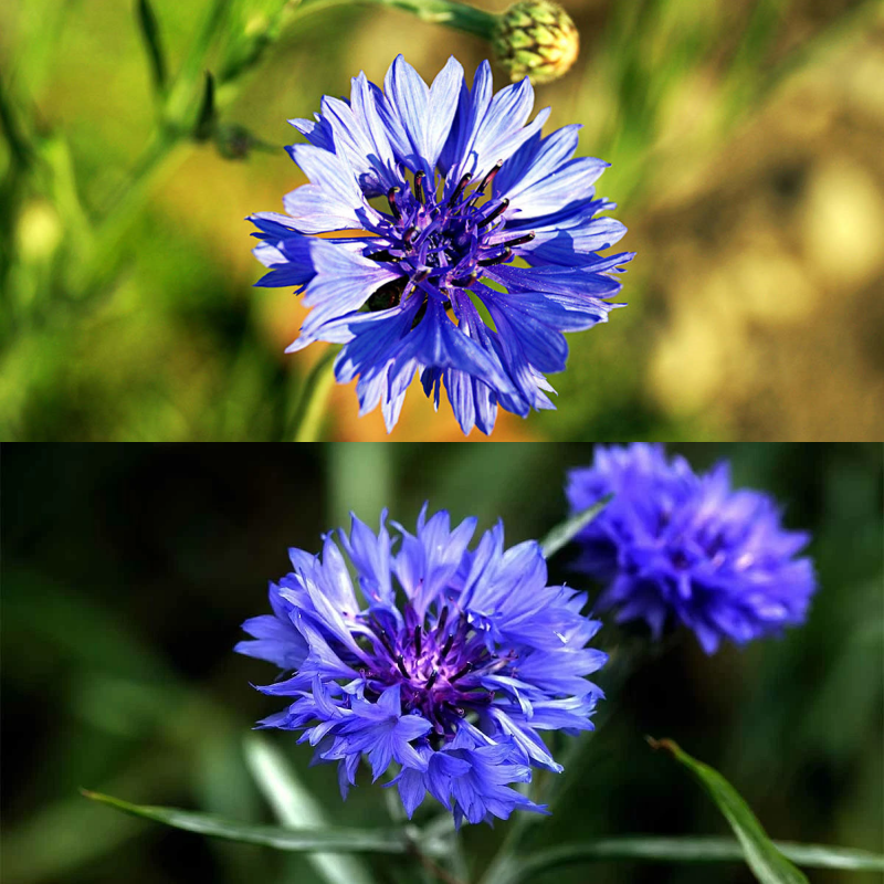 🌼 Semillas de aciano que florecen todo el año: una planta real 🏡✨-ES